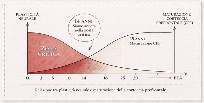 Plasticità neurale e maturazione della corteccia prefrontale in relazione all'età
